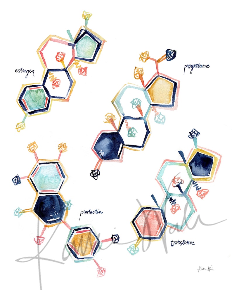 Reproductive Hormones Watercolor Poster Unframed - Hormone Art ...