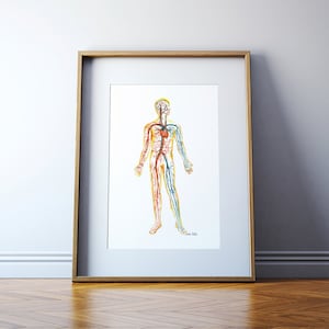 Circulatory System Watercolor Print - Body Systems Watercolor Print - Anatomy Art - Medical Art
