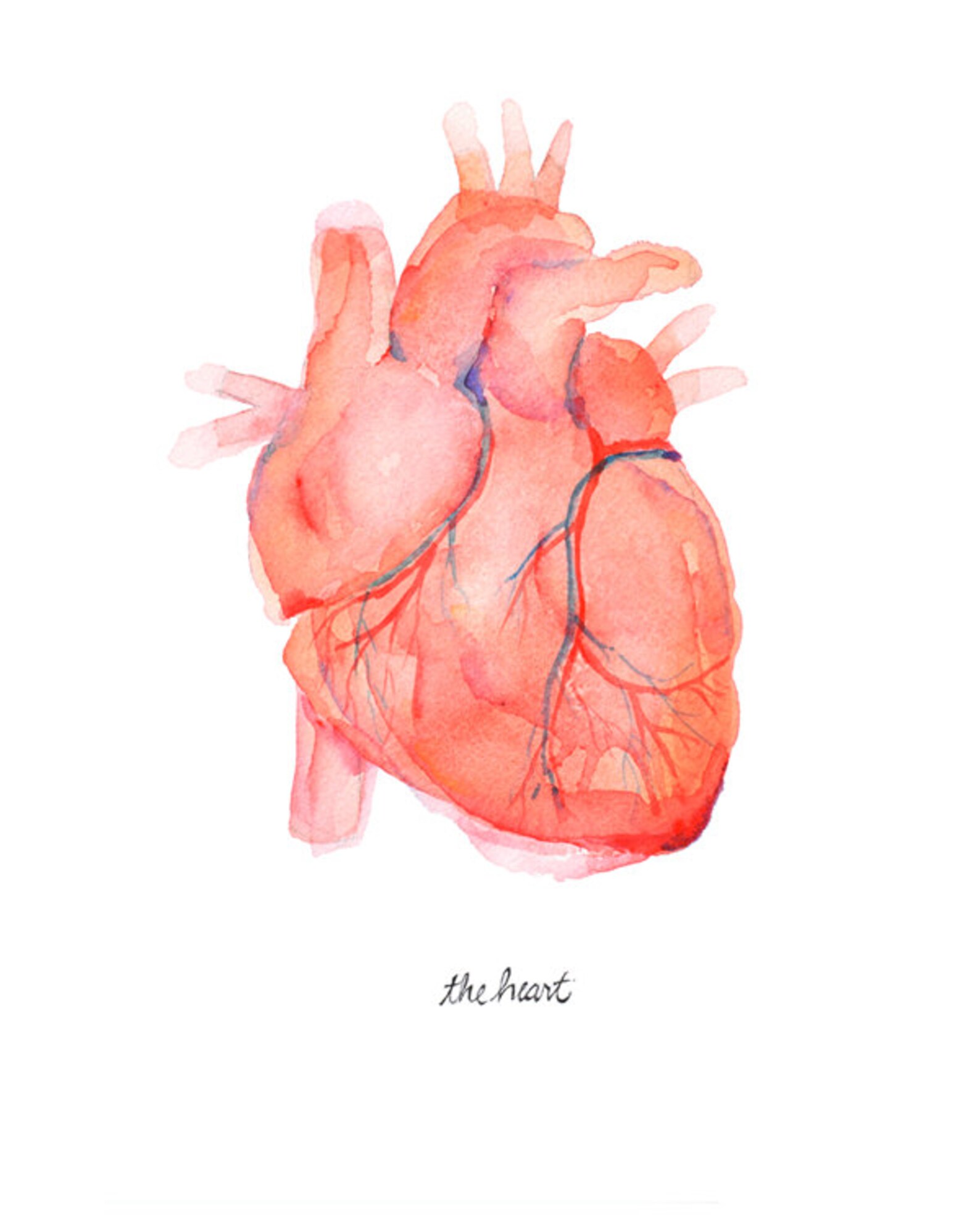 Anatomical Heart Human Heart Print Anatomically Accurate - Etsy