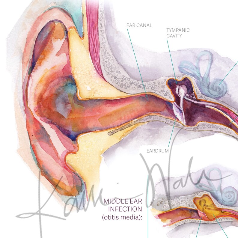Ear Infection Rch Ear Anatomy Watercolor Poster Unframed - Middle Ear Infection Diagram ...