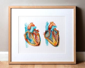 May include: A watercolor painting of two human hearts, cut open to show the chambers inside. The hearts are painted in shades of red, orange, and yellow, with blue veins and arteries.