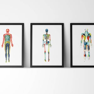 Body Systems 3-Piece Watercolor Print Set - Anatomy Art Set - Muscular, Dermatomes, and Skeletal System Art Print Set