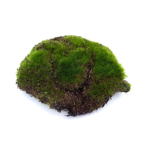 Fairy Garden Artificial Moss and Fern Twig Etsy Australia
