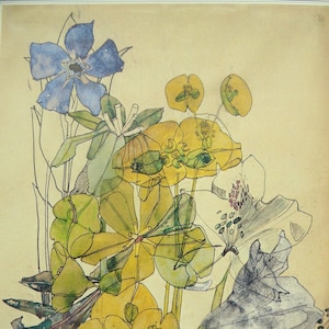 SPURGE JUNE 1909-  Art Nouveau Flower - Charles Rennie Mackintosh - Mounted Print 10&quot; x 8&quot;