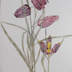FRITILLARIA - Art Nouveau - Charles Rennie Mackintosh -  Mounted Print 10&quot; x 8&quot;