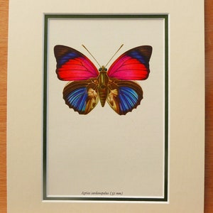 Agrias claudina - BUTTERFLY in 10 x 8 Double Mount