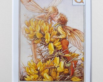 GORSE Flower Fairy / Fairies Cecily Mary Barker in 10in x 8in Ivory Mount and  8in  x 6in  Print