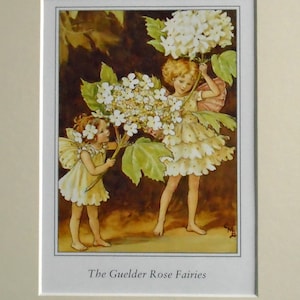 May include: A framed print featuring two fairy figures holding large white flower clusters. The fairies wear yellow dresses and have wings. The print is set against a dark background with the text "The Guelder Rose Fairies" at the bottom.