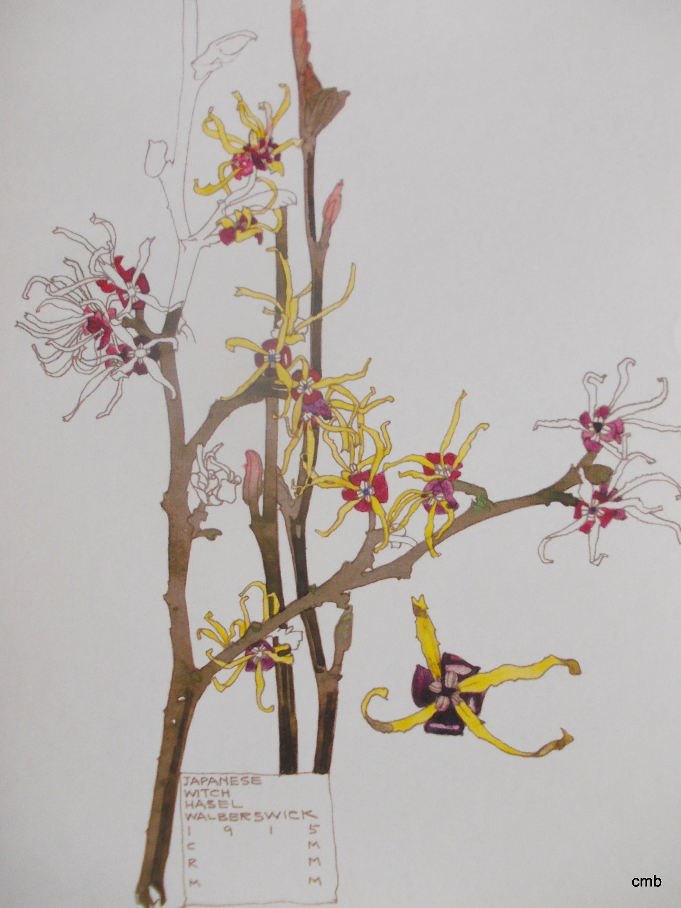 Charles Rennie Mackintosh 書籍とビデオとグッズ Amazon.co.jp: Charles Rennie Mackintosh : 洋書