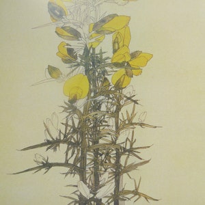 GORSE WALBERSWICK -  Art Nouveau Flower - Charles Rennie Mackintosh - Mounted Print 10" x 8"