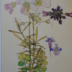 CUCKOO FLOWER  - Charles Rennie Mackintosh - Art Nouveau - - Mounted Print 10&quot; x 8&quot;