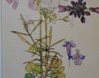 GÖKBLOMMA - Charles Rennie Mackintosh - Jugend - - Monterat tryck 25 x 20 cm