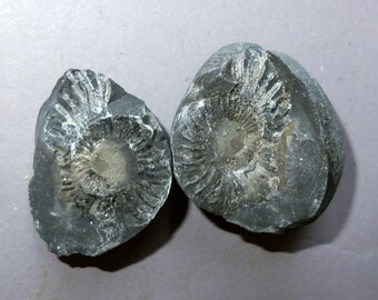 Shelligram Sea Shell Salagrama Shaligram Fossilized Shell, Iconic Symbol of the God Vishnu ...