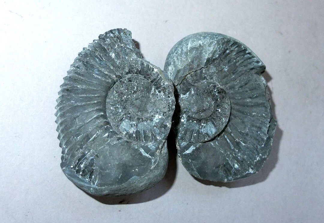 Shelligram Sea Shell Salagrama Shaligram Fossilized Shell, Iconic Symbol of the God Vishnu ...