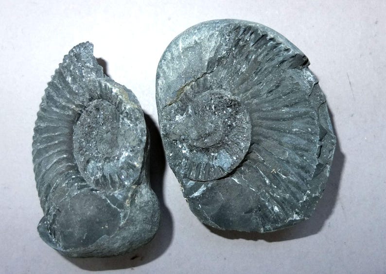 Shelligram Sea Shell Salagrama Shaligram Fossilized Shell, Iconic Symbol of the God Vishnu ...
