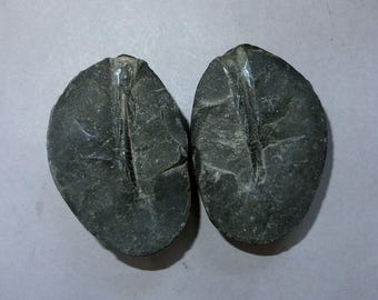 Shivling Lingam Salagrama Shaligram, simbolo iconico del Nepal, oggetto rituale