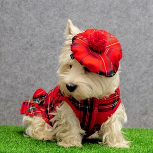 westie outfits
