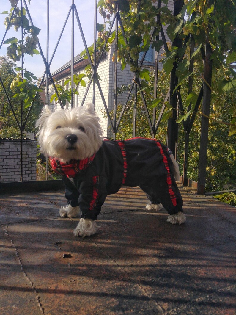 GIRL westie BLACK TARTAN raincoat dog raincoat dog rain Etsy