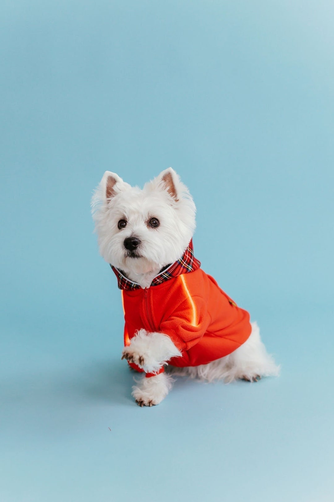 Sudadera con capucha luminosa y acogedora para perros: traje de