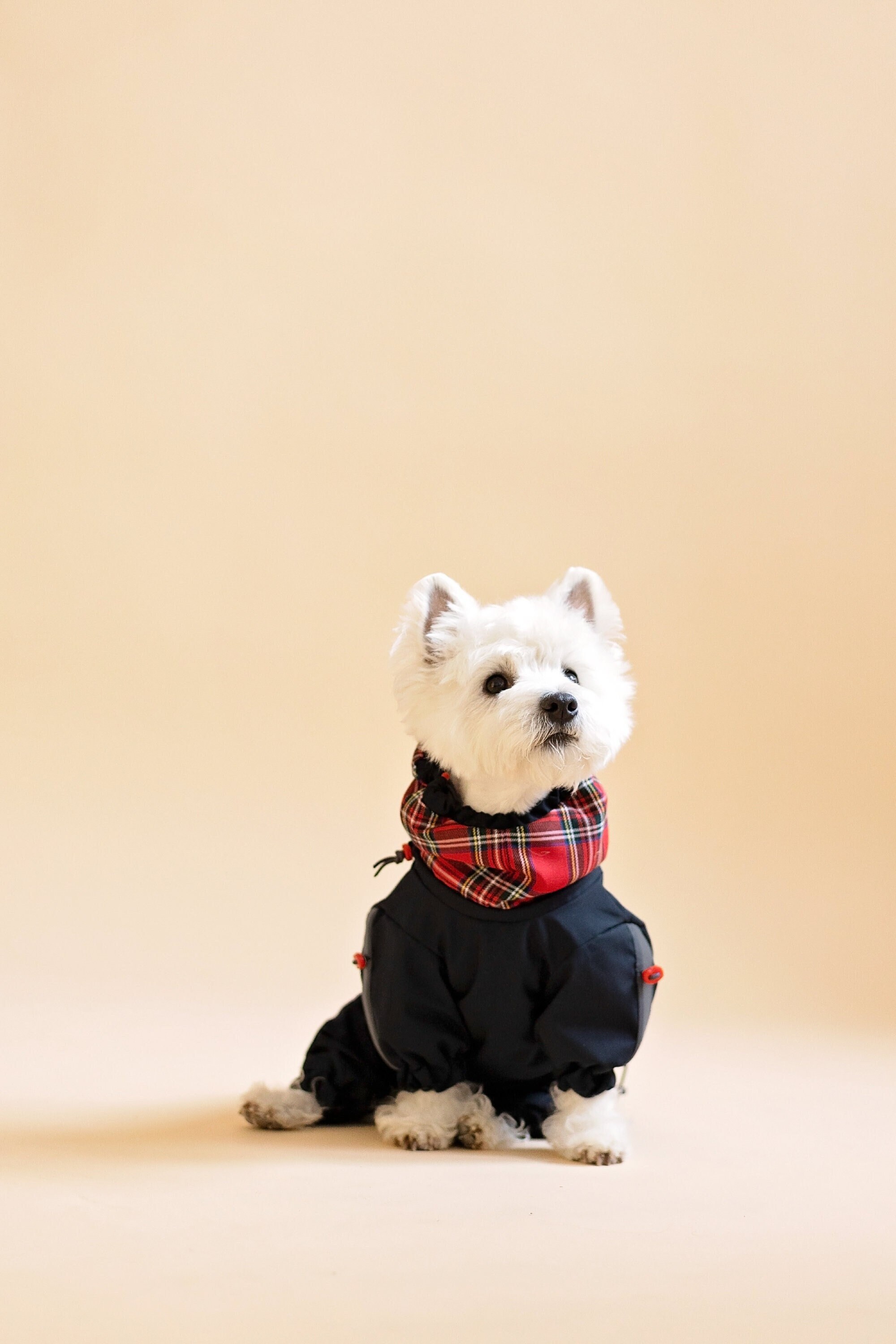 Basset hound raincoat outlet