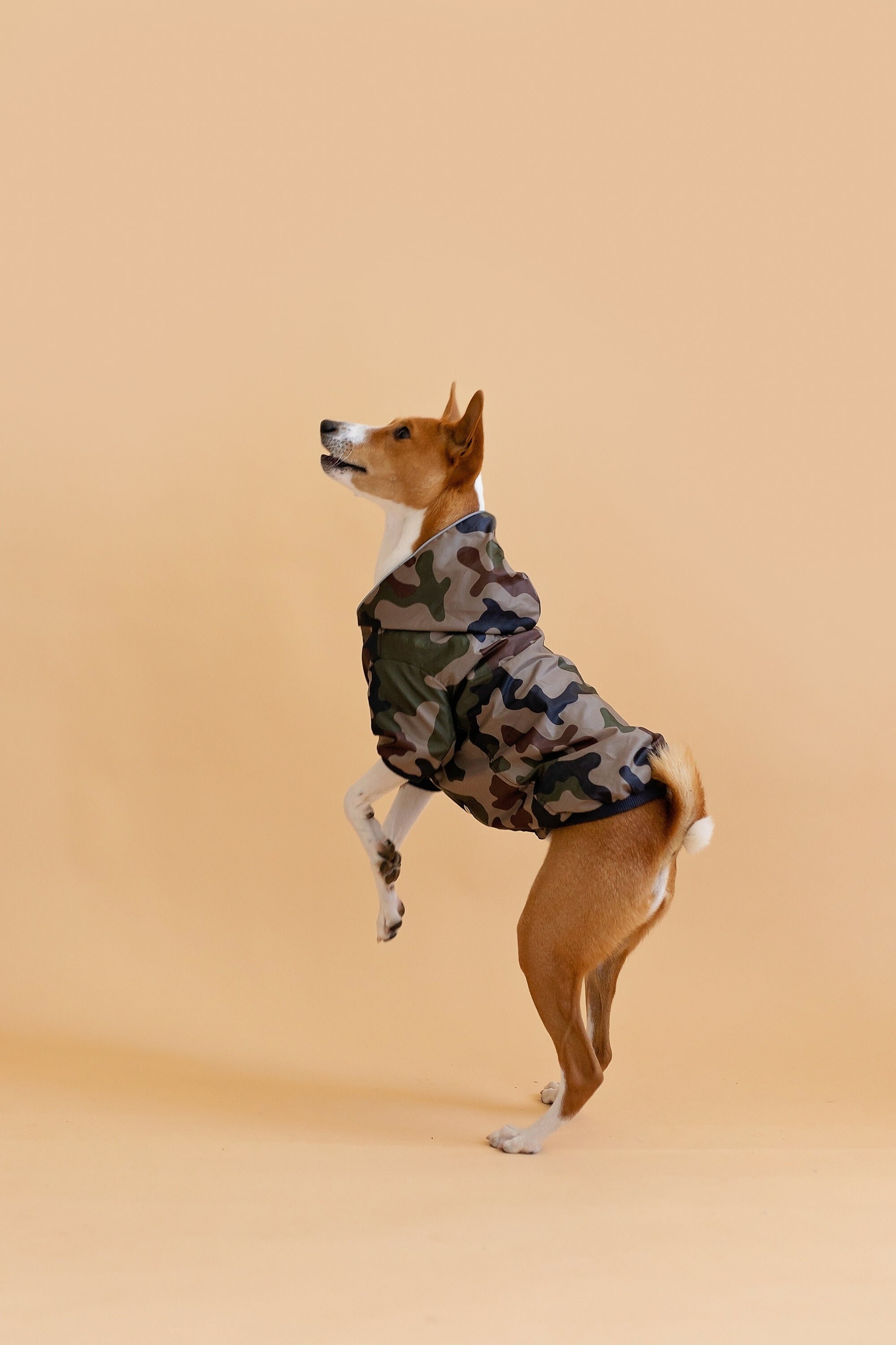 Basenji Camouflage Dog Coat With Arms and Hood. Warm or Light Etsy