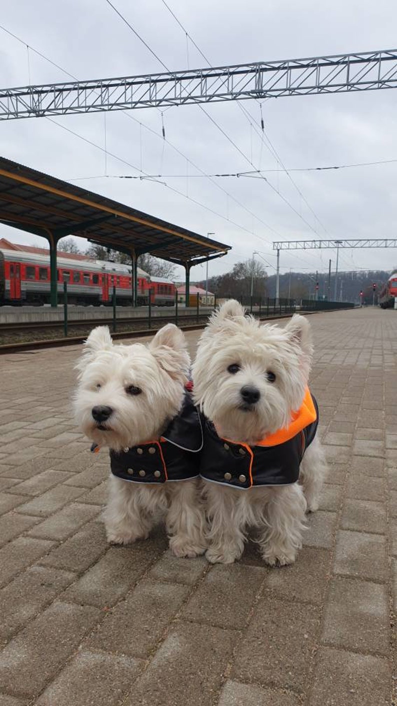 BLACK dog COAT with COLLAR waterproof dog coat black westie Etsy