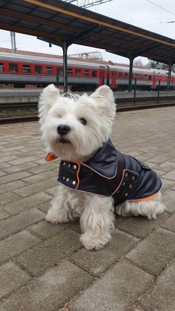 BLACK dog COAT with COLLAR waterproof dog coat black westie Etsy