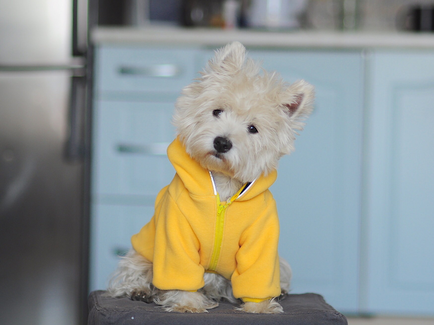 westie jumper