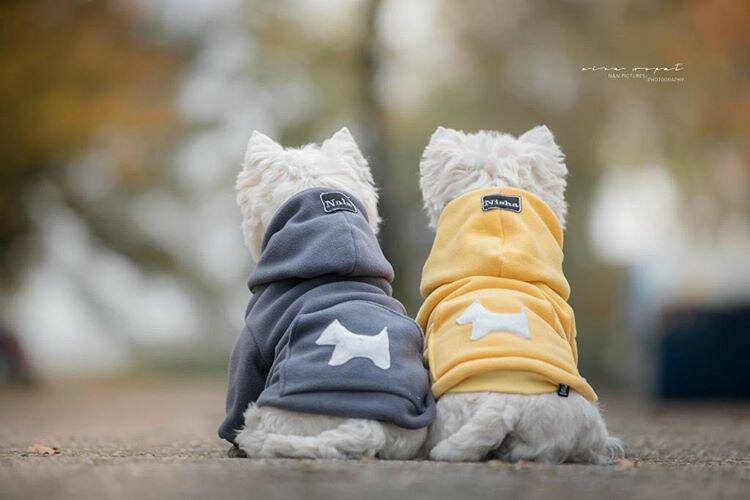 Yellow Designer Dog Sweater Cozy Dog Fleece Hoodie EU Made 