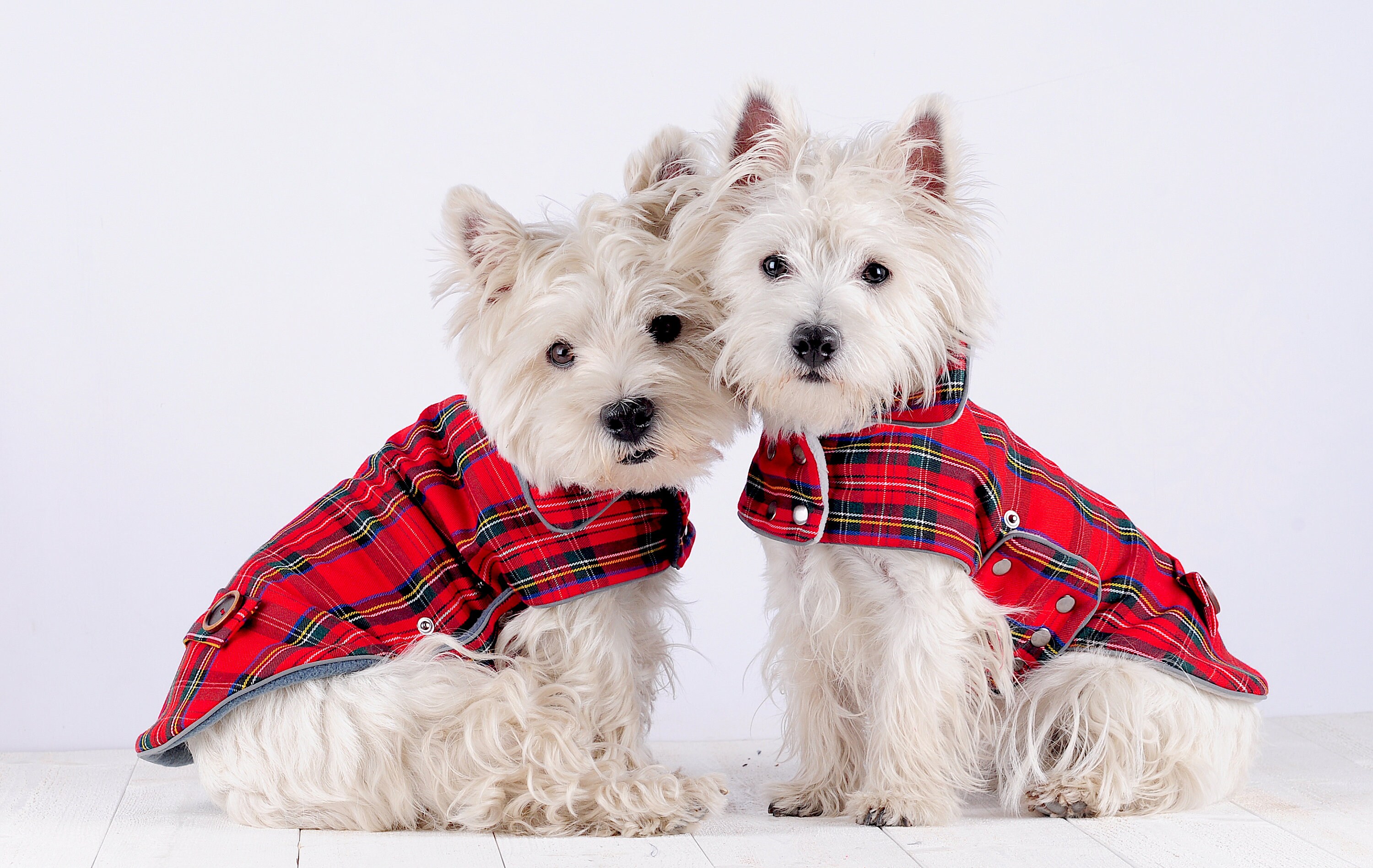 Two red plaid dog coats Christmas dog coats westie walk Etsy