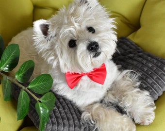 Dog Bow | Westie Neck Accessories | Classic Royal Stewart Plaid Dog Bowtie | Neck Accessories For Dog | Dog Photoshoot Props