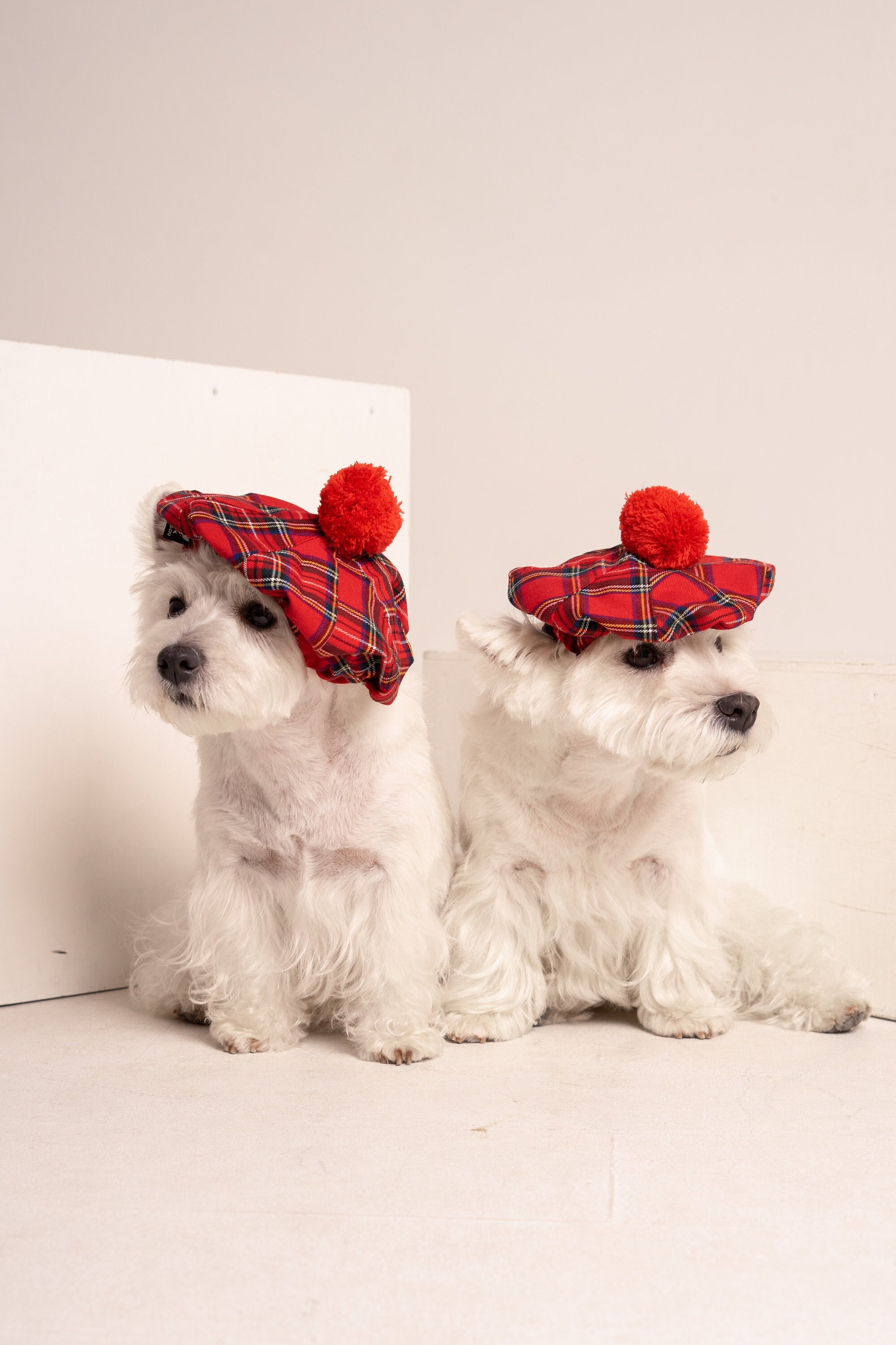 dog tweed hat