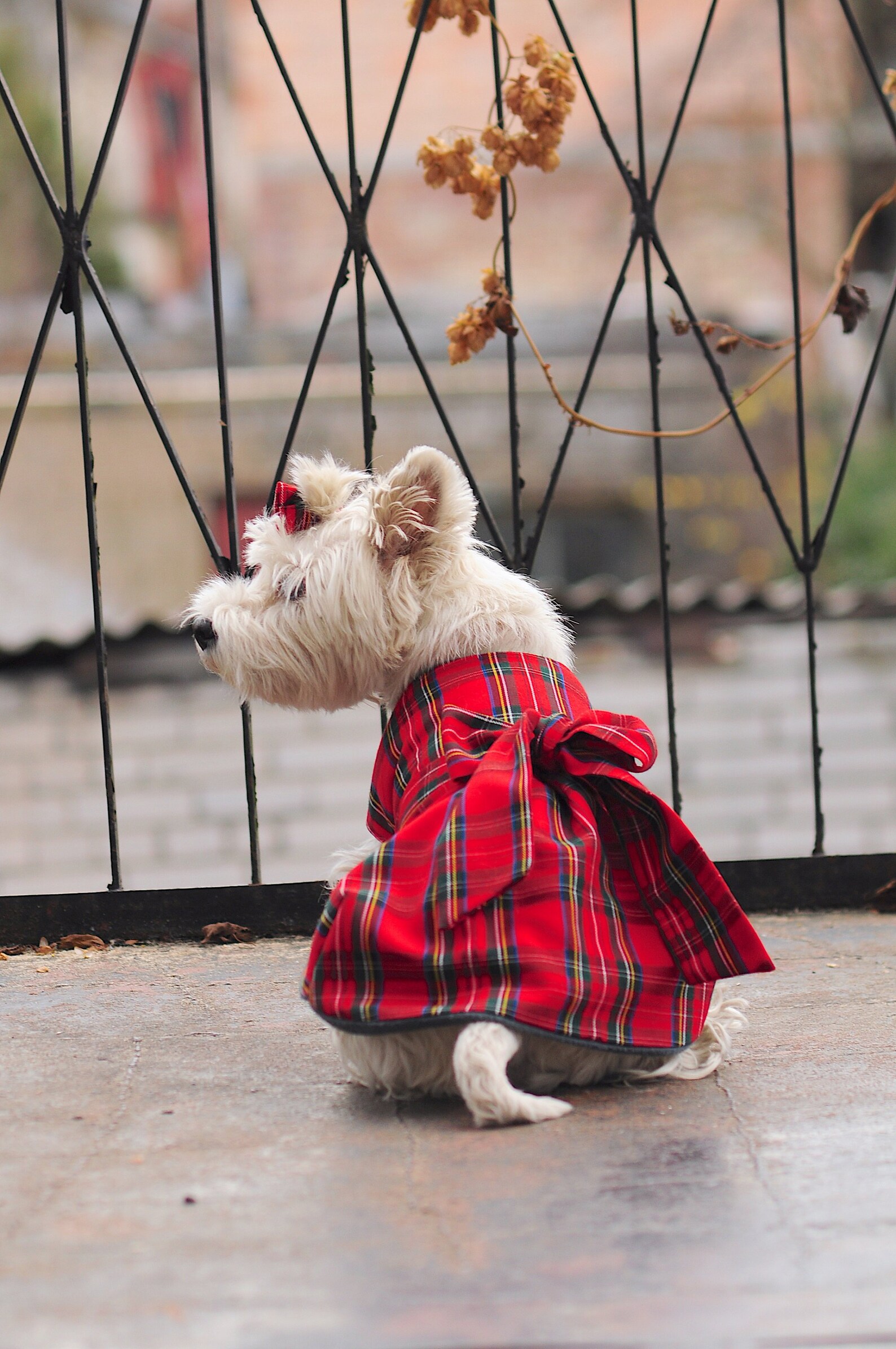 Red plaid westie DRESS COAT and BOW red plaid dog coat. Etsy