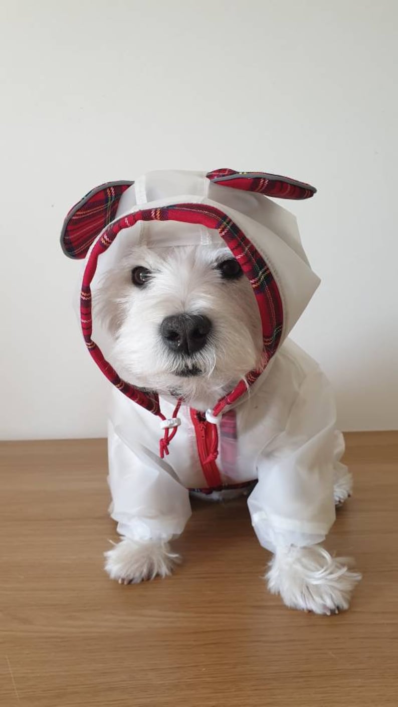 transparent dog raincoat