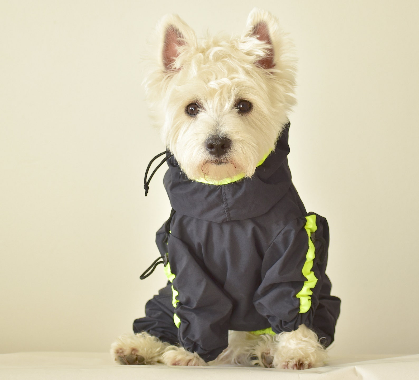 GIRL westie BLACK high visible raincoat dog raincoat dog Etsy