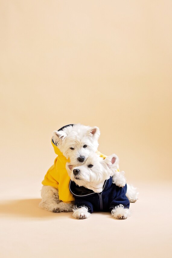 westie sweater