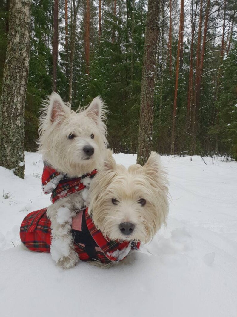 2 COATS RED PLAID dog coats tartan dog coats westie walk Etsy