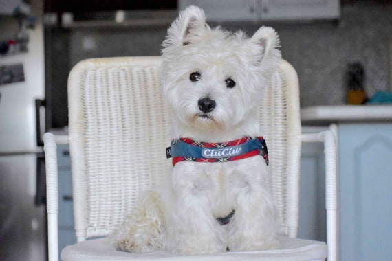 westie harness