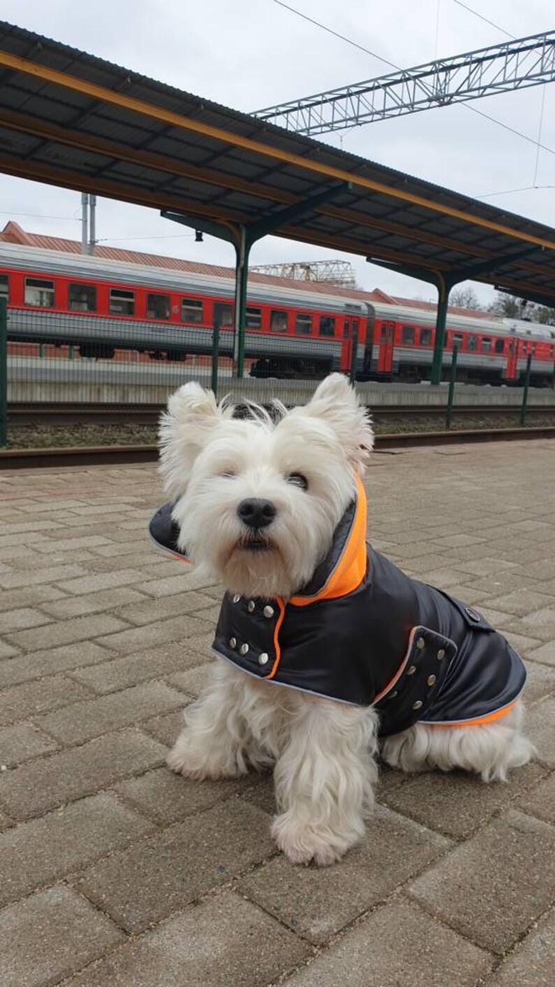 BLACK dog COAT with COLLAR waterproof dog coat black westie Etsy