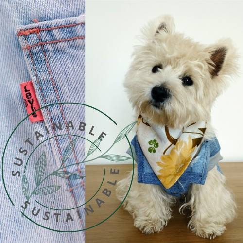 Levis Dog Jacket - Etsy