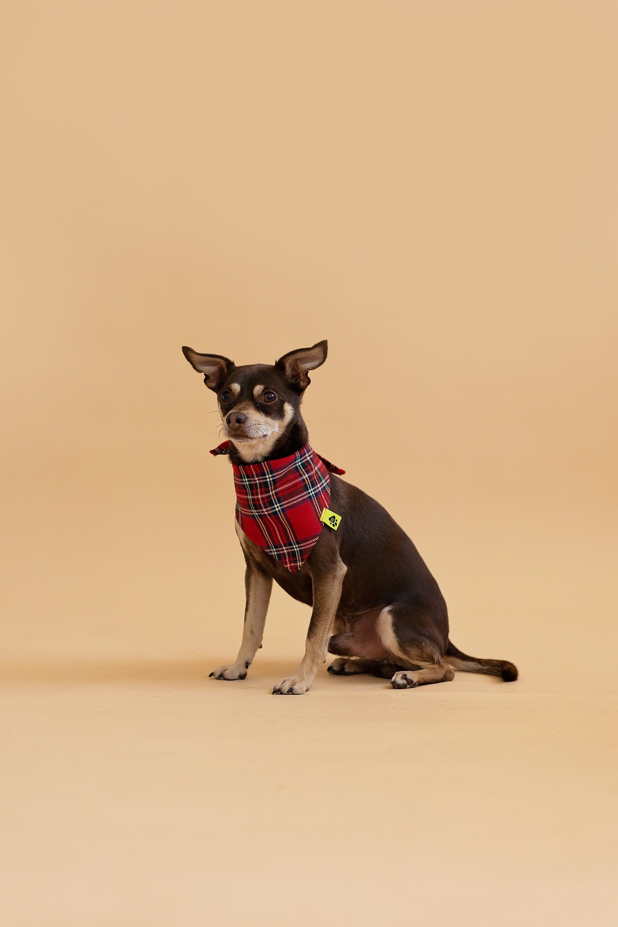 Chihuahua Burberry Plaid Dog Harness Monochrome Spots Adjustable