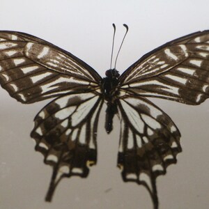 May include: A black and white butterfly with intricate wing patterns. The butterfly is mounted on a white background.
