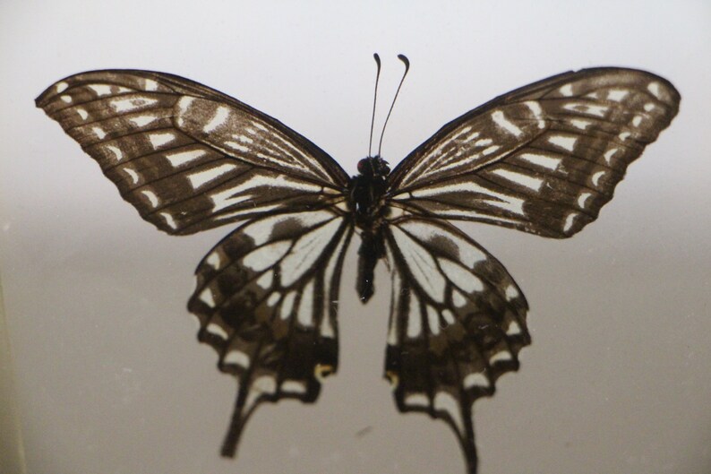 May include: A black and white butterfly with intricate wing patterns. The butterfly is mounted on a white background.
