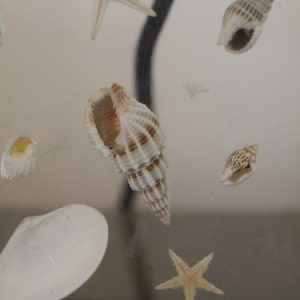 May include: A clear acrylic box with a variety of seashells and a starfish inside. The shells are white, brown, and beige. The starfish is white with a light brown center.