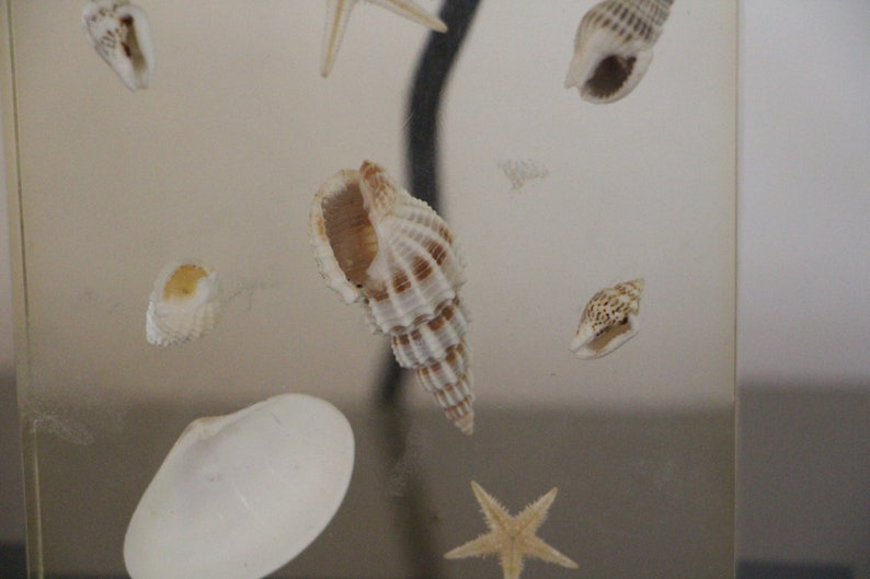 May include: A clear acrylic box with a variety of seashells and a starfish inside. The shells are white, brown, and beige. The starfish is white with a light brown center.