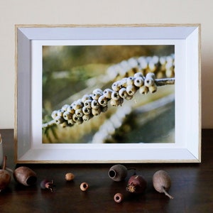 Photo Print, Twig with Nuts - Macro photograph of tree branch - nature lover&#39;s earthy housewarming present