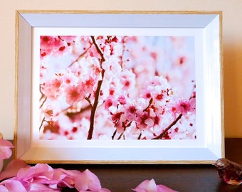 Photo Valentines Day Print, Light pink cherry blossom - Auburn Botanic Gardens - pretty nature lovers present