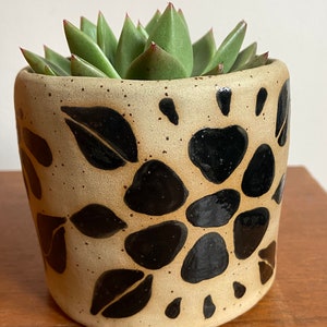 May include: A beige ceramic planter with a black and white geometric pattern. The planter is filled with a green succulent plant.