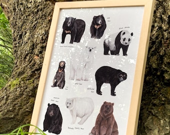 Puede incluir: Una ilustración enmarcada de diferentes tipos de osos, incluyendo el oso negro americano, el oso pardo, el oso polar, el oso perezoso, el oso malayo, el panda gigante y el oso de anteojos. Cada oso está ilustrado en un estilo realista con su nombre impreso debajo.