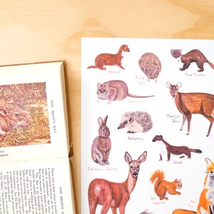 May include: A colorful illustrated chart featuring various animals, including a weasel, pine marten, field vole, brown rat, muntjac deer, hedgehog, stoat, red squirrel, fox, and European rabbit. The chart is printed on white paper with black text labels.